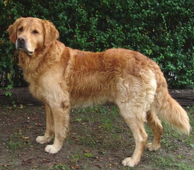 Golden Retriever yavrusu 2