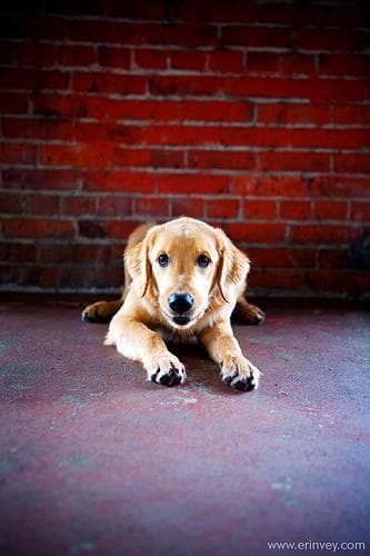 Golden Retriever yavrusu 2