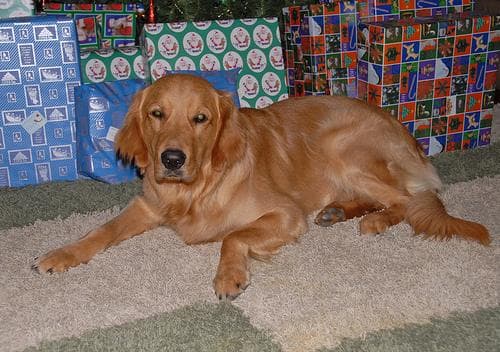 Golden Retriever yavrusu 3