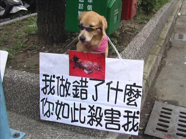 Golden Retriever yavrusu 3