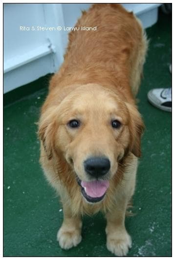 Golden Retriever yavrusu 2