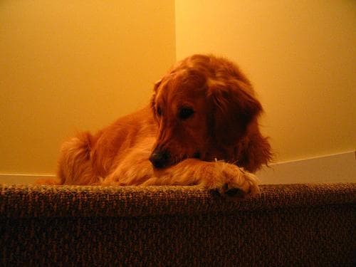 Golden Retriever yavrusu 1