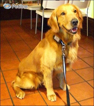Golden Retriever yavrusu 3