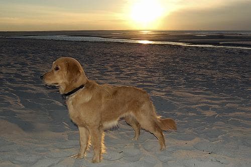 Golden Retriever yavrusu 3