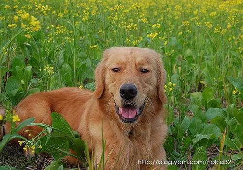 Golden Retriever yavrusu 3