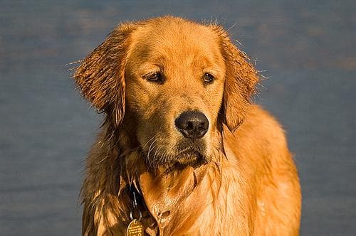 Golden Retriever yavrusu 2