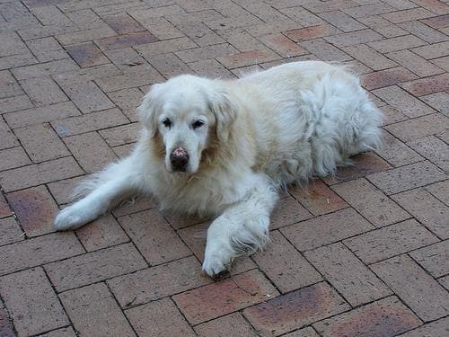 Golden Retriever yavrusu 2