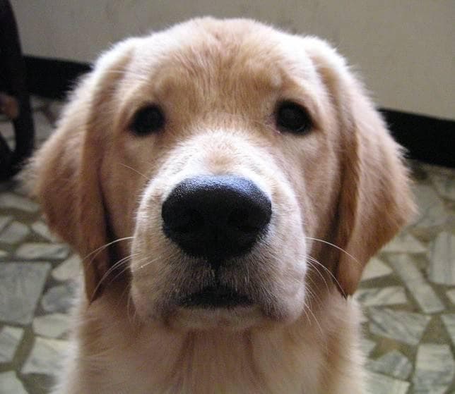 Golden Retriever yavrusu 2