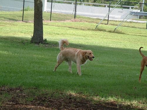 Golden Retriever yavrusu 1