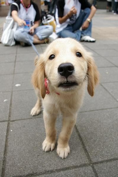 Golden Retriever yavrusu 3