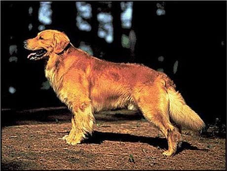 Golden Retriever yavrusu 2