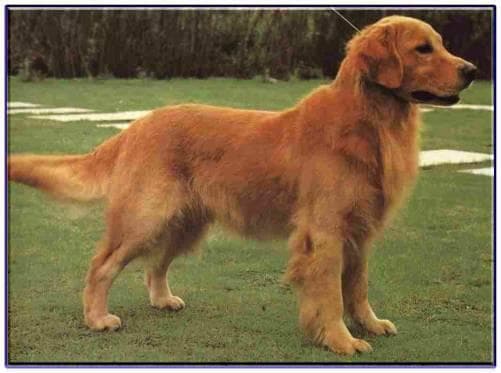 Golden Retriever yavrusu 3