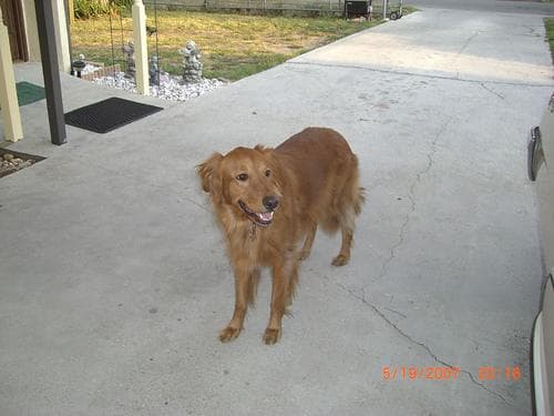 Golden Retriever yavrusu 1