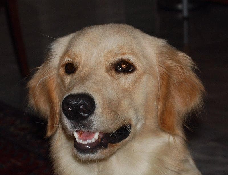 Golden Retriever yavrusu 2