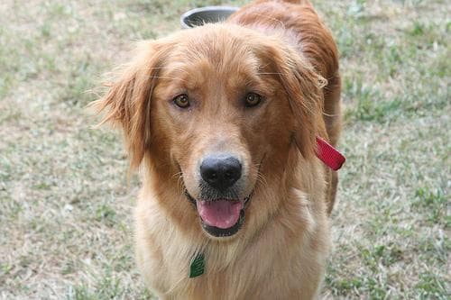 Golden Retriever yavrusu 2