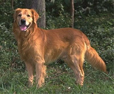 Golden Retriever yavrusu 2