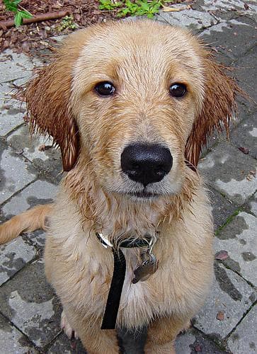 Golden Retriever yavrusu 2