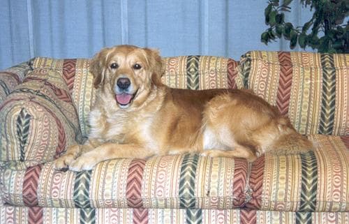 Golden Retriever yavrusu 3