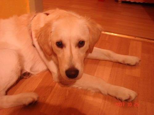 Golden Retriever yavrusu 2