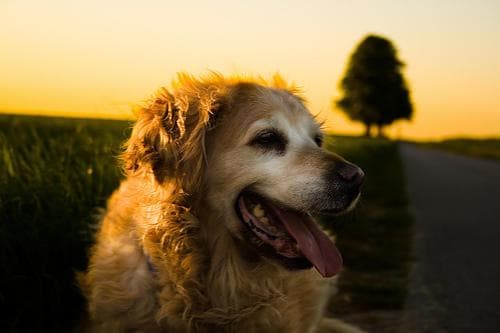 Golden Retriever yavrusu 2