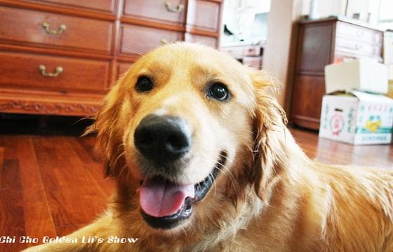 Golden Retriever yavrusu 2
