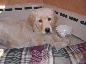 Golden Retriever yavrusu 3