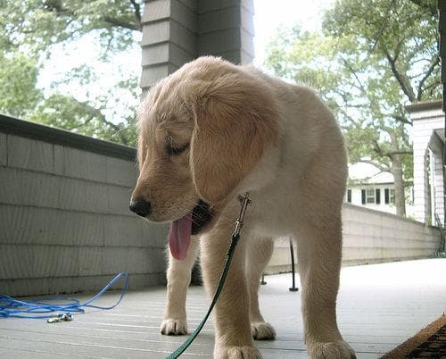 Golden Retriever yavrusu 3