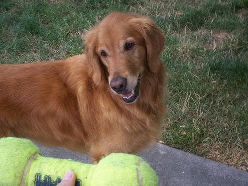 Golden Retriever yavrusu 3