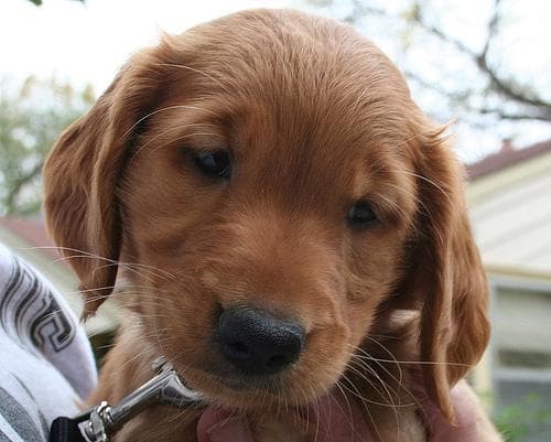 Golden Retriever yavrusu 3