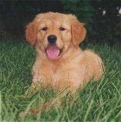 Golden Retriever yavrusu 2