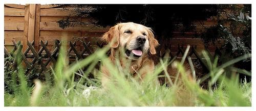 Golden Retriever yavrusu 1