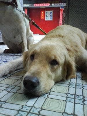 Golden Retriever yavrusu 2