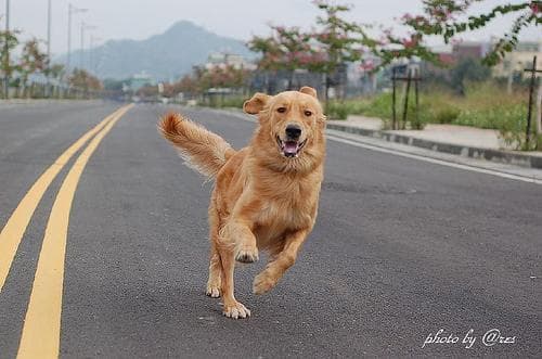 Golden Retriever yavrusu 3