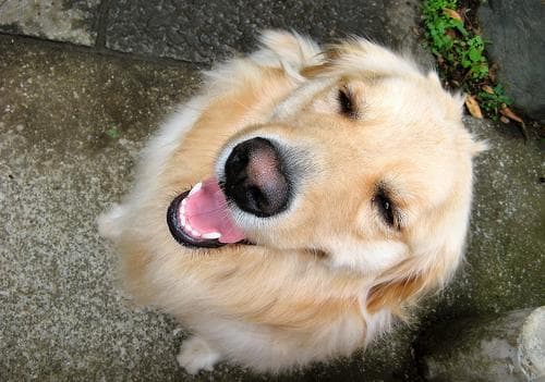 Golden Retriever yavrusu 3