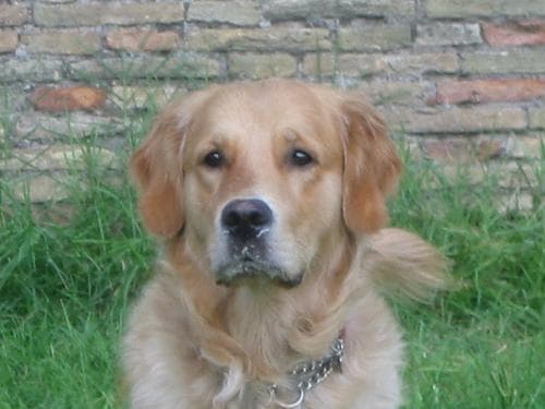 Golden Retriever yavrusu 2
