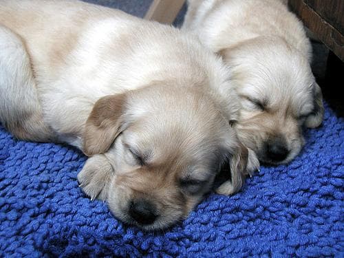 Golden Retriever yavrusu 3