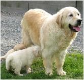 Golden Retriever yavrusu 2