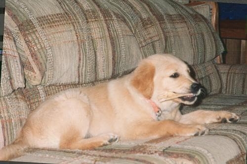 Golden Retriever yavrusu 2