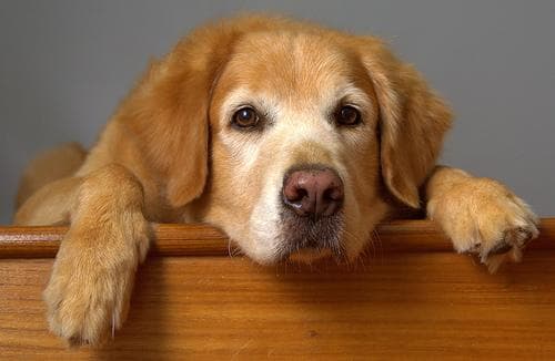 Golden Retriever yavrusu 3