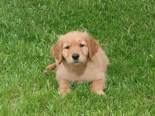 Golden Retriever yavrusu 2