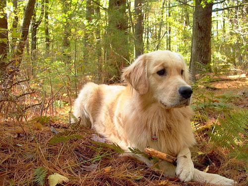 Golden Retriever yavrusu 3