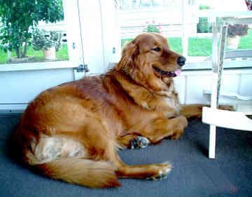 Golden Retriever yavrusu 3