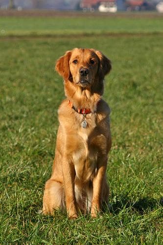 Golden Retriever yavrusu 1