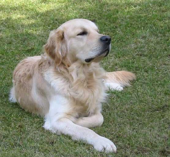 Golden Retriever yavrusu 2