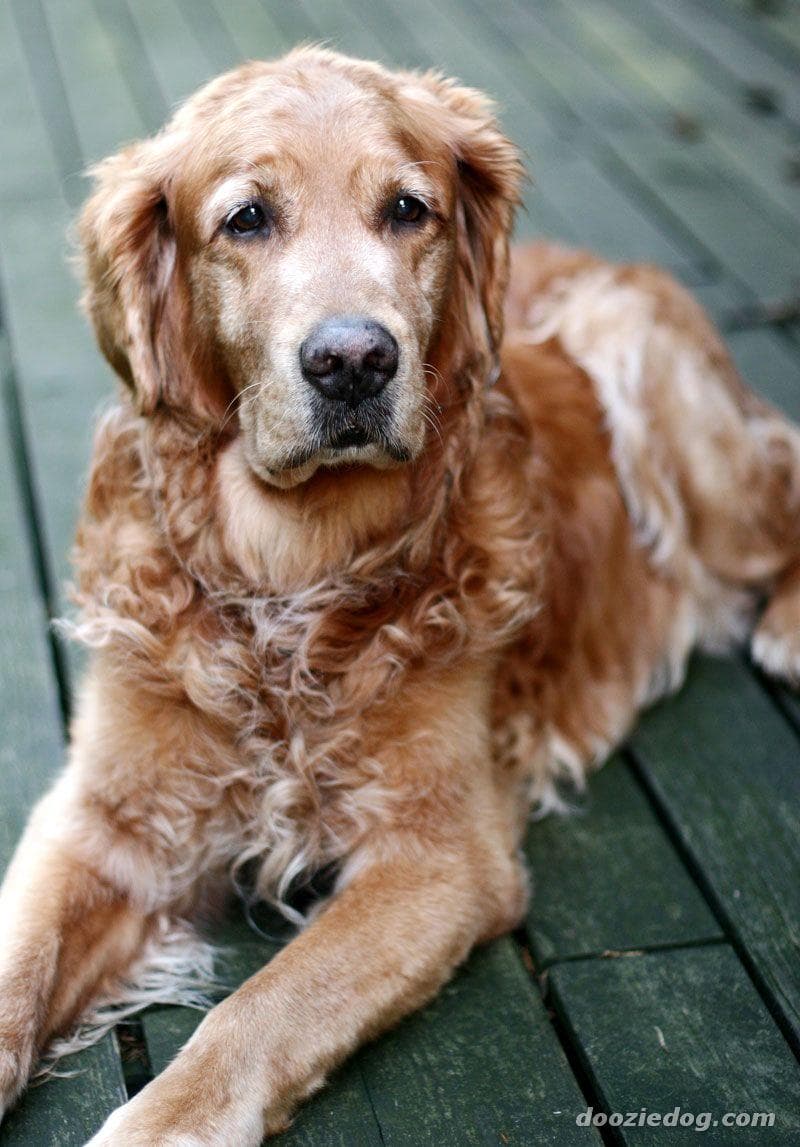 Golden Retriever yavrusu 2