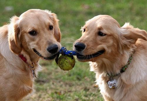 Golden Retriever yavrusu 2