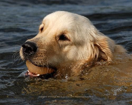 Golden Retriever yavrusu 3
