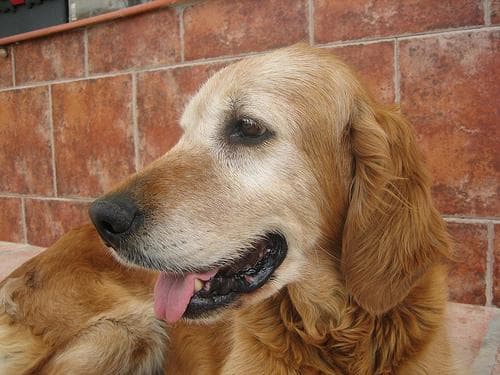 Golden Retriever yavrusu 3