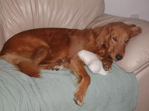 Golden Retriever yavrusu 3