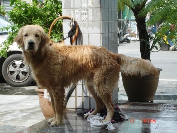Golden Retriever yavrusu 2
